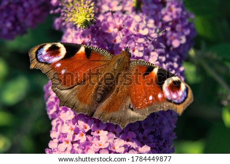 butterfly on violet flowers, wallpaper