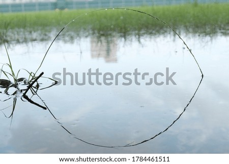 Grass touched water surface on the ground