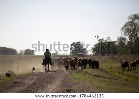 
Cowboy guided cattle with his horse in the farm Royalty-Free Stock Photo #1784462135