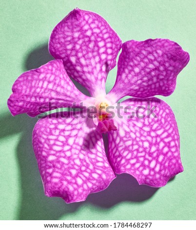 Orchid flower on green background