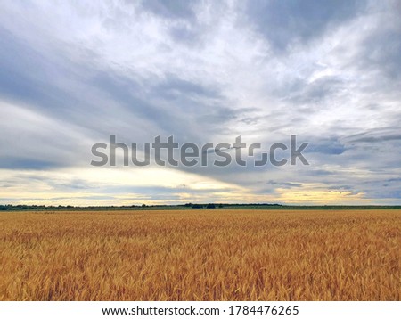 rye grows in the field, in cloudy weather, rich evening colors in the sky