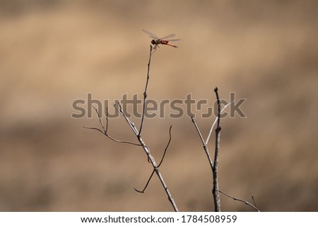 Red dragonfly posed on a tree branch. Full body picture, still, focused, open wings. Blurry background. Northern Territory NT, Australia