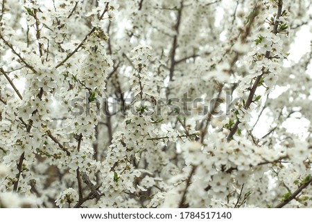 Colour image of pink cherry blossom and cherry tree branches in the sunshine, shot from a low angle against a clear turquoise blue sky