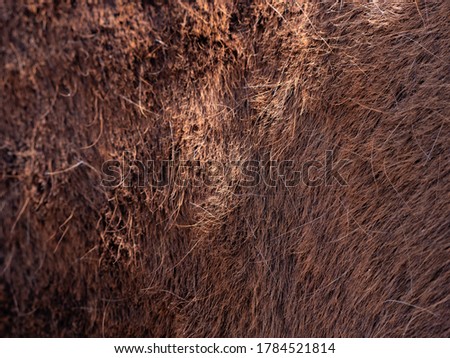 Focus to hairs direction in the horse fur. Brown  horse spring skin after brushing of the long warm winter fur.