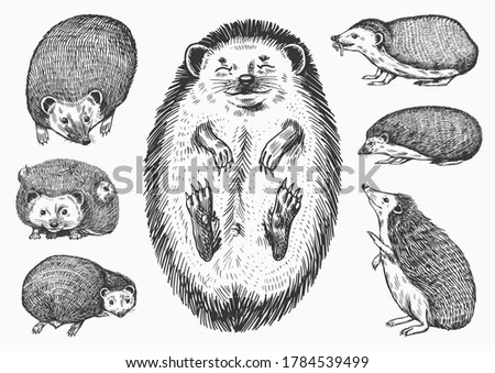 Hedgehog set. Spiny forest animal. Vector Engraved hand drawn Vintage sketch for label or poster.
