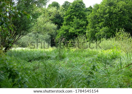 Young common alder (Alnus glutinosa) and goat willow (Salix caprea) trees growing amongst wood club-rushes (Scirpus sylvatica) in a wet meadow in July. Pictured in Surrey, England.