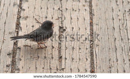 Little bird walking on the ground