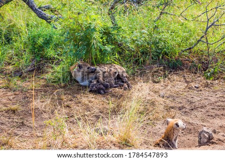 The Kruger Park. Hyena spotted feeds her newborn babies with her milk. Animals live and move freely in the green bushes. South Africa. The concept of active, extreme and photo tourism
