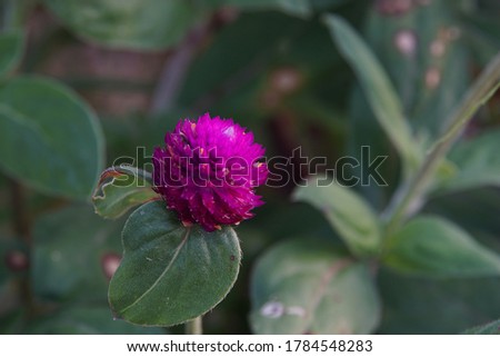 Pink flower with natural blurred background, Gomphrena globosa, Globe Amaranth, Bachelor Button.