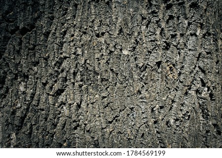Textured tree bark. Background image to add text.