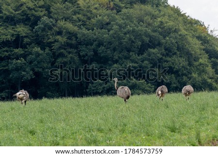 Wild Nandus on a field in Mecklenburg West Pomerania