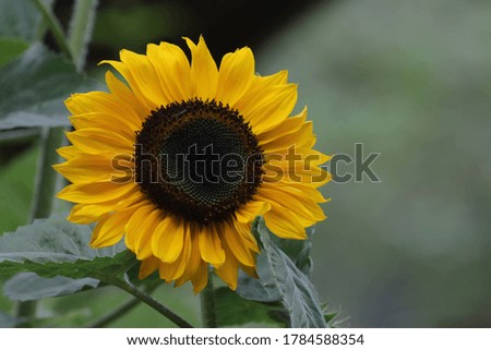 Bright Yellow Sunflower blooming in a sunny day 