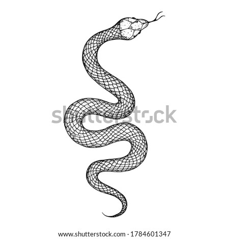 Snake sketch illustration. Vector illustration. Hand drawn illustration for t-shirt print, fabric and other uses	
