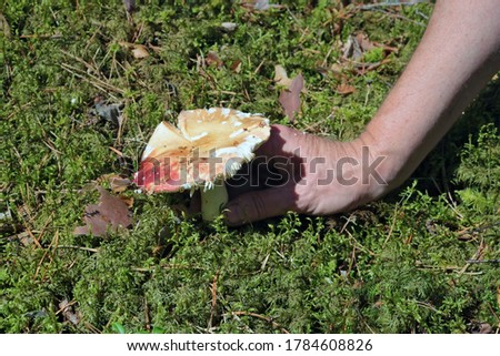 A mushroom picker found a fresh russula mushroom in a forest glade macro