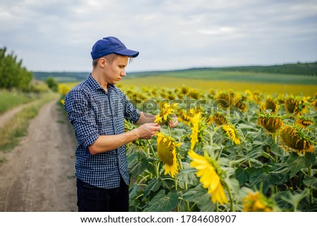 Young farmer standing in sunflower field and examining the crop. Agriculture and harvesting concept.