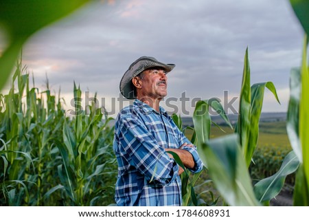 side view of a senior farmer standing in corn field examining crop at sunset Royalty-Free Stock Photo #1784608931