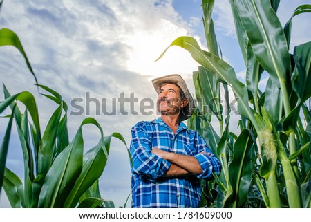 Concerned senior farmer standing in cultivated sunflower crops field and looking to a beautiful sunset on the horizon Royalty-Free Stock Photo #1784609000
