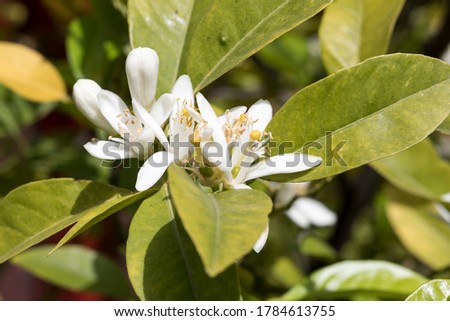 Macro shot natural wonderful background image of blooming white flowers on branches of tangerine tree buying.