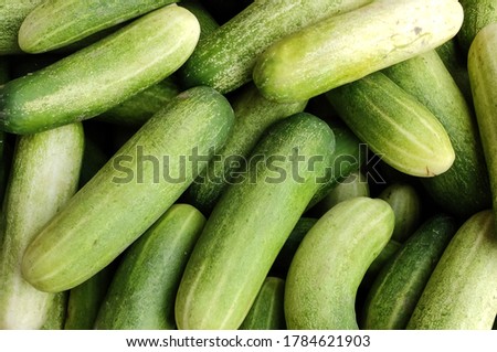Fresh cucumber in the supermarket.  