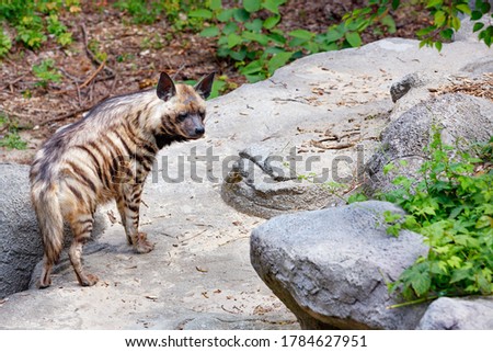 A striped hyena with alert ears walks among the stone boulders on a warm summer day.
