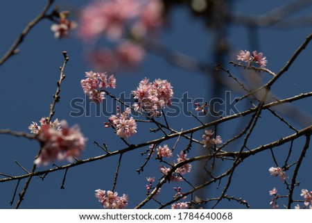 cherry blossoms in woods in autumn winter