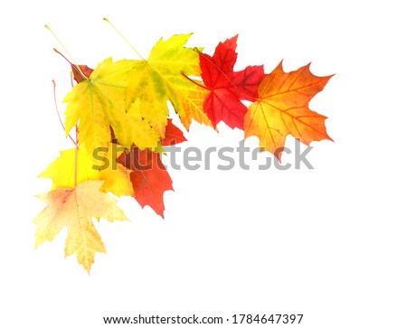 Decoration of autumn leaves on white