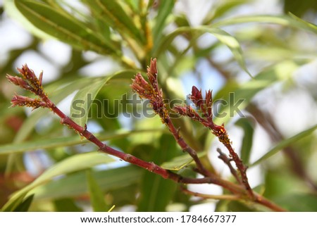 Oleander flower with lice, Alicante province, Spain