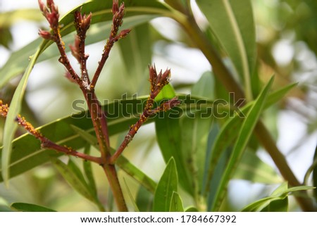 Oleander flower with lice, Alicante province, Spain