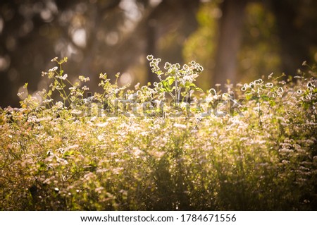sunset with white flowers and unfocused background