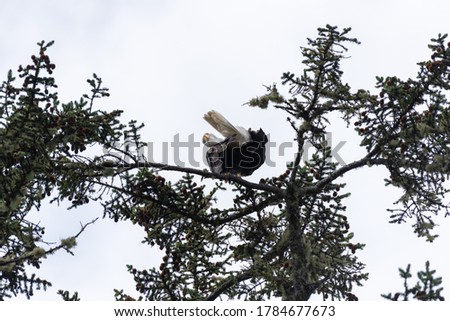 Bald eagle sitting in a tree near Brown Beach Ucluelet, BC, Canada