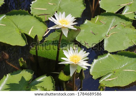Two yellowish with lotus in pond and their leaves 