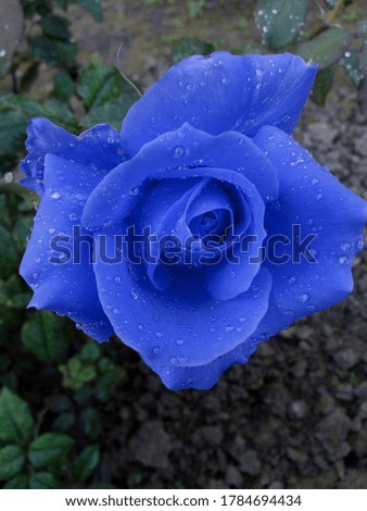 Beautiful blue rose in garden, Blooming violate Rose background and wallpaper, Selective focus blurry view, spring season conceptual background