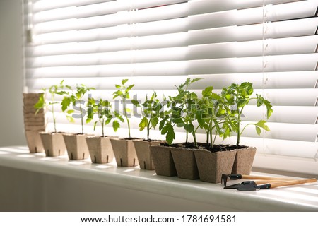 Gardening tools and green tomato seedlings in peat pots on white windowsill indoors Royalty-Free Stock Photo #1784694581