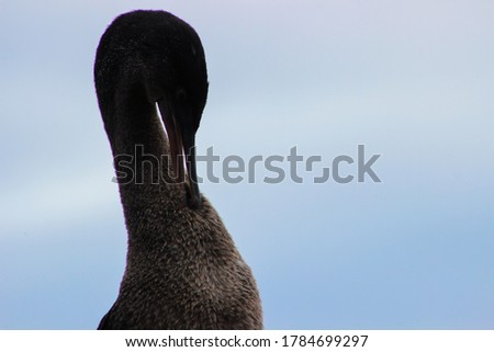 Silhouette of Frigate Bird cleaning itself against blue sky background