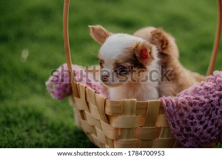 adorable chihuahua puppies purebred dogs