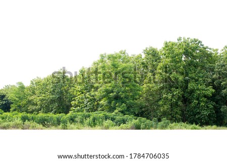 Group of tree isolated on white Royalty-Free Stock Photo #1784706035