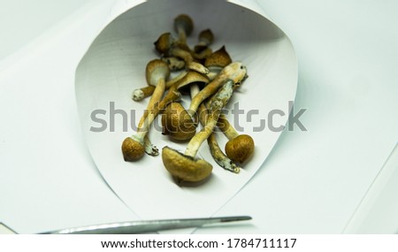 recreational varieties of psilocybin mushrooms, study of magic mushrooms and their effects. Mycology and psilocybin mushrooms