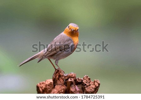 European Robin (Erithacus rubecula) on a tree trunk in the forest of Noord Brabant in the Netherlands. Looking into the camera.
