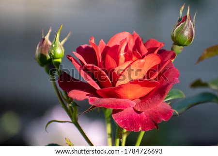 close up rose flower in summer with blurry background
