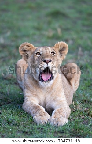 Lion cub, panthera leo, with his mouth partly open. Masai Mara, kenya. Closeup front view with green grass background.