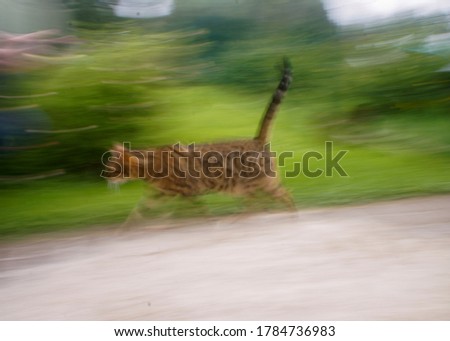 The Bengals are very agile. Very fast running cat. Blured photo. Royalty-Free Stock Photo #1784736983