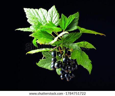 Branch of black currant  with leaves and ripe juicy berries on a black background. 