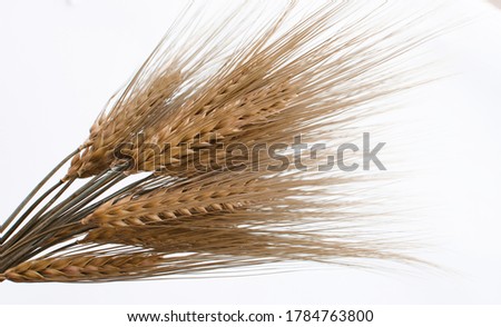 Spikelets of wheat growing outdoors, good harvest, very flour and bread on a limited background