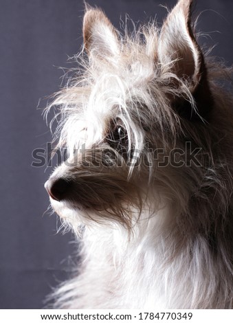 Cute funny fluffy dog portrait