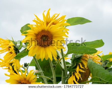 Young sunflowers with white sky on background 