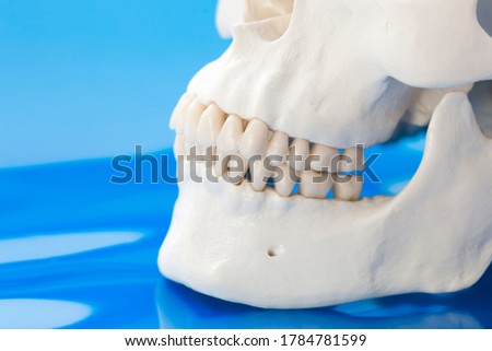 Model of normal positioning of jaw and teeth. Jawbones with maxillary and mandibular dentition on blue background Royalty-Free Stock Photo #1784781599