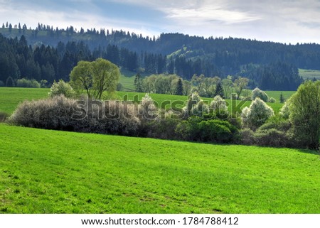 Beautiful wild primeval forst. Forest in national park.  Royalty-Free Stock Photo #1784788412