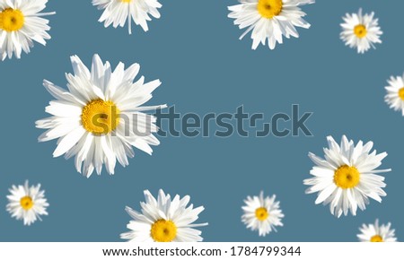 Floral background of daisies. Levitation. Advertising, postcard. banner. Simple drawing for any surface design.