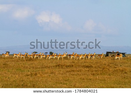 Herd of Thomson's gazelles (Eudorcas thomsonii) stand facing same direction, watched by unrecognizable people in safari vehicle. Maasai Mara Reserve, Kenya, Africa, wildlife with tourists on safari Royalty-Free Stock Photo #1784804021