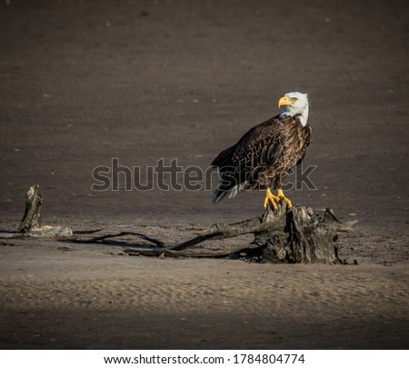 American bald Eagle perches on piece of driftwood in Florida